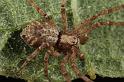 Philodromus_aureolus_D8180_Z_88_Bij afgraving_Nederland
